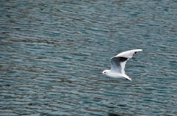 Closeup Common Seagull Flying Sea Daylight — Stock Photo, Image