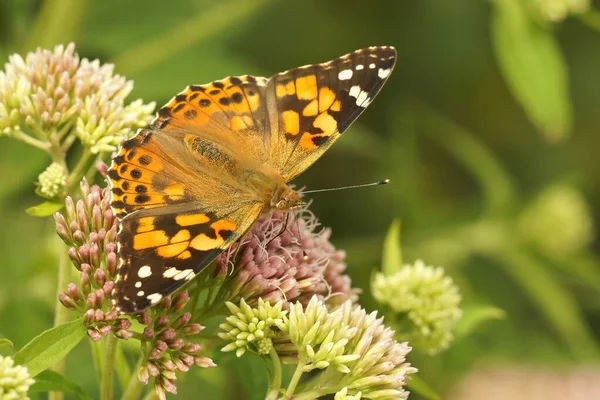 Großaufnahme Eines Gemalten Schmetterlings Vanessa Cardui Mit Offenen Flügeln Auf — Stockfoto