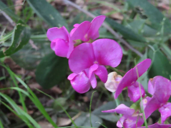 美しい紫色のラテルス ラティフォリウスまたは広葉の甘いエンドウ豆の花のクローズアップショット — ストック写真