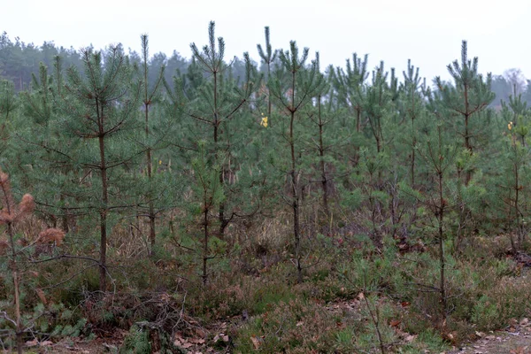 Les Zelenými Stromy Keři Během Zamračeného Dne — Stock fotografie
