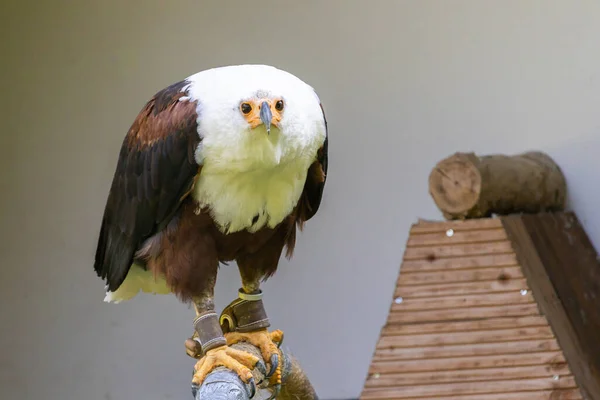 Primer Plano Águila Calva — Foto de Stock