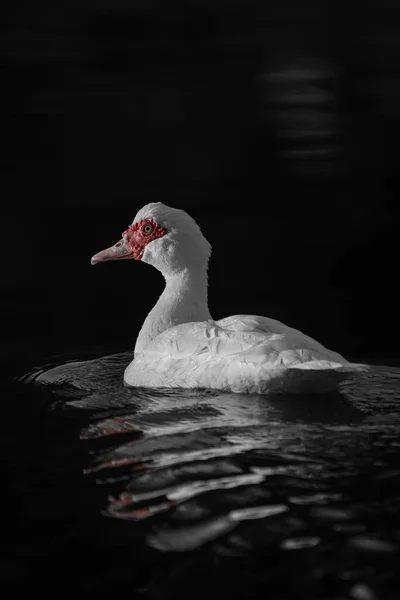 Gros Plan Canard Barbarie Nageant Dans Étang — Photo