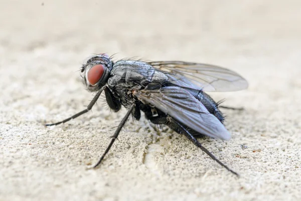 Nahaufnahme Einer Fliege Auf Sand — Stockfoto