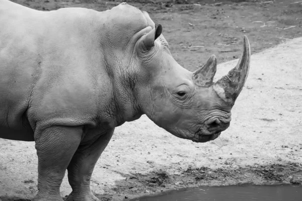 Eine Monochrome Nahaufnahme Eines Nashorns Das Vor Einem Wasserloch Steht — Stockfoto