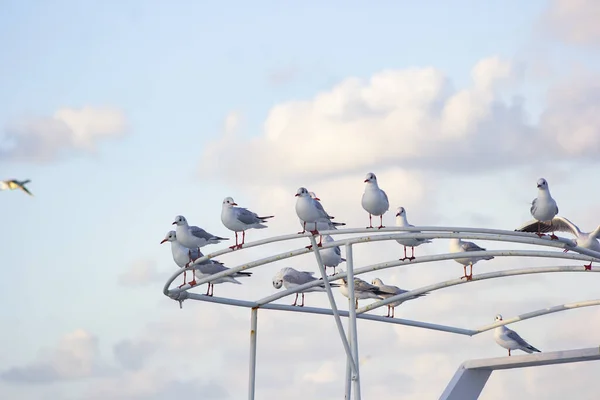 Primer Plano Gaviotas Encaramadas Varillas Metal Bajo Cielo Nublado — Foto de Stock