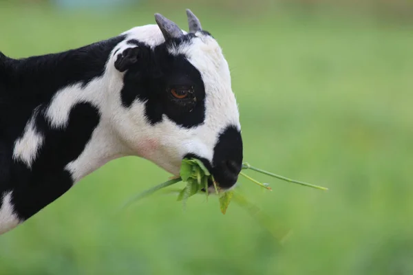 Close Bos Taurus Comendo Grama Fundo Verde — Fotografia de Stock