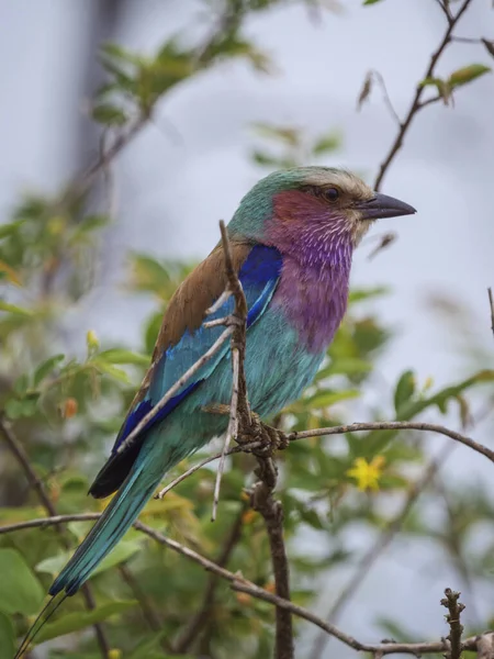 Ein Kleiner Bunter Vogel Südafrika — Stockfoto