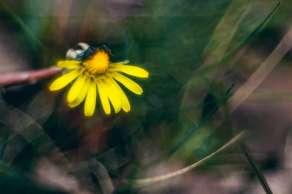 Una Imagen Borrosa Una Flor Amarilla Dañada — Foto de Stock