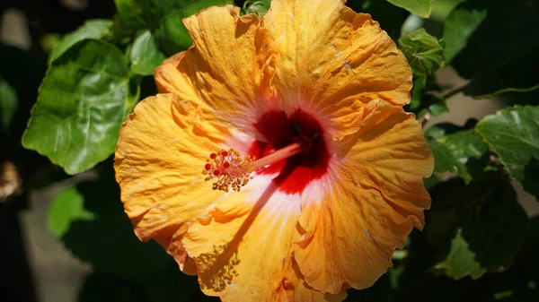 Primo Piano Fiore Ibisco Arancione — Foto Stock