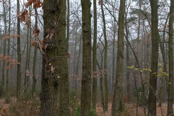 Uma Floresta Com Árvores Altas Durante Dia Nublado Nebuloso — Fotografia de Stock