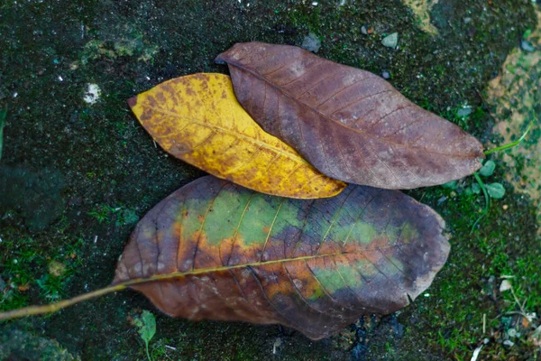 Closeup Dry Leaves Ground — Stock Photo, Image