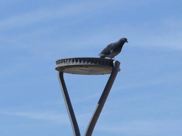 Eine Taube Hockt Auf Der Straßenlaterne Vor Blauem Himmel — Stockfoto