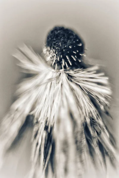 Grayscale Dandelion Free Space Text — Stock Photo, Image