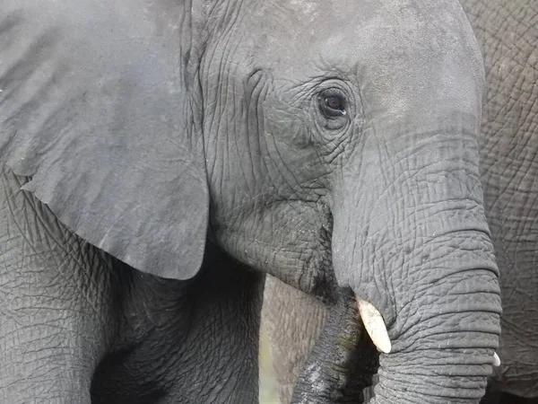 Tiro Perto Elefante — Fotografia de Stock