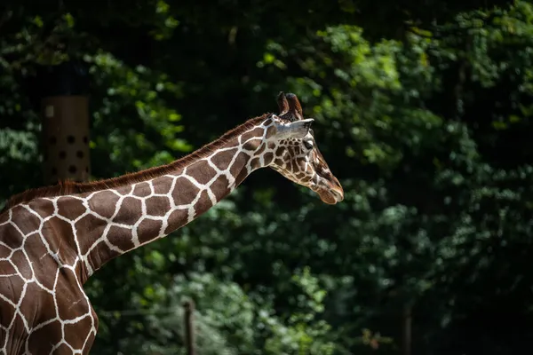 Krásná Vysoká Žirafa Parku — Stock fotografie