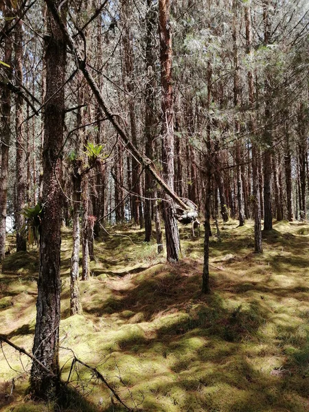 Вертикальний Знімок Лісу Високими Деревами Під Час Денного Світла — стокове фото
