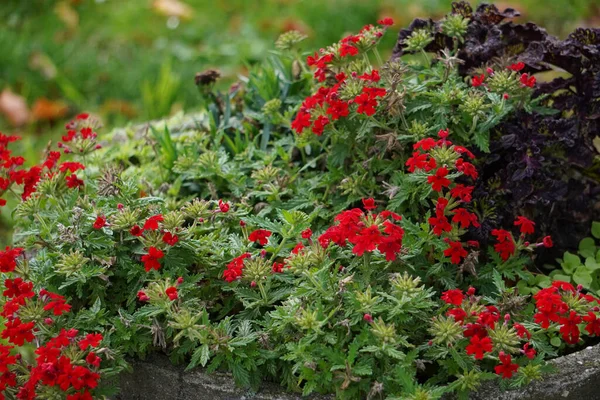 Una Planta Selectiva Verbena Roja Una Maceta Piedra Jardín — Foto de Stock
