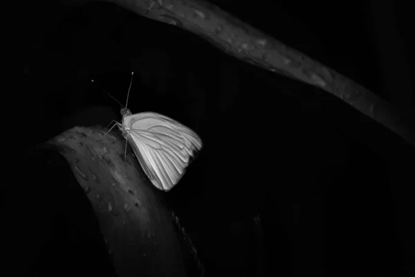 Plan Niveaux Gris Papillon Sur Une Feuille Mouillée Sur Fond — Photo