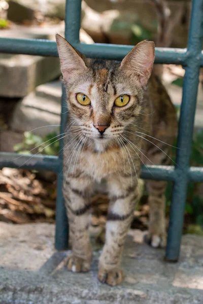 Portrait Tabby Street Cat Peeking Out Metal Grid — Stock Photo, Image