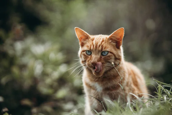 Eine Auswahl Einer Süßen Katze Die Sich Park Ihr Gesicht — Stockfoto