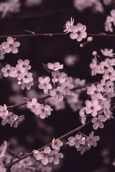 Ramo Árvore Florescente Com Pequenas Flores Brancas — Fotografia de Stock