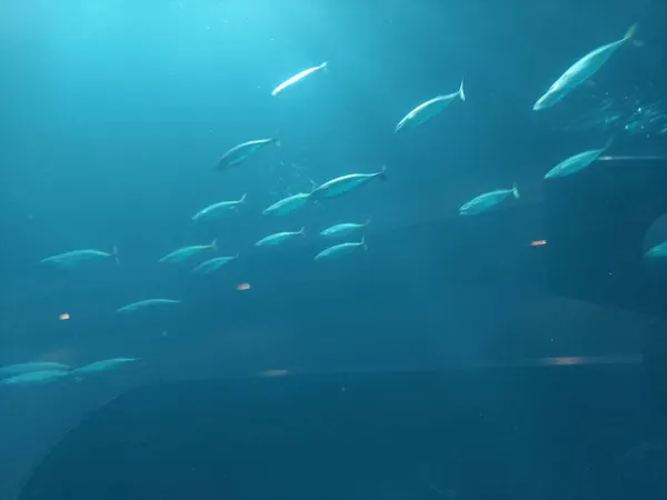 Grupo Peces Nadando Agua Azul — Foto de Stock