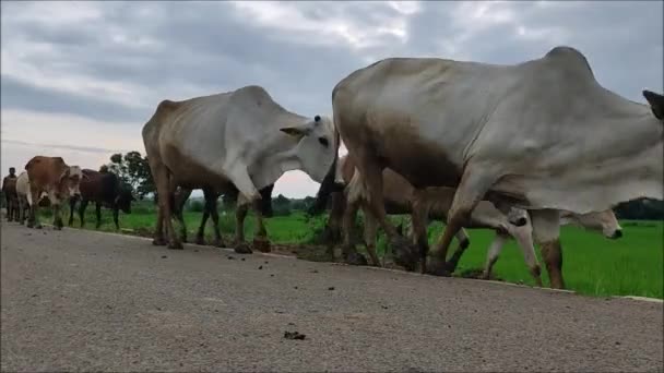 Krowa Pastwisku Dużym Stadem Krów Pojęcie Zwierząt Gospodarskich Zwierząt — Wideo stockowe