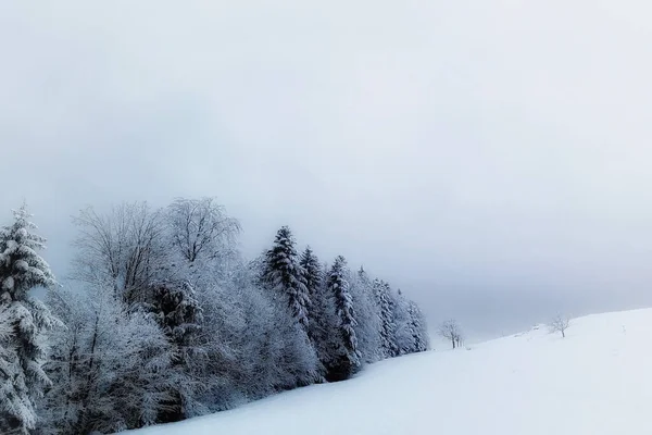 Ein Gefrorener Kiefernwald Hochland Der Berge — Stockfoto