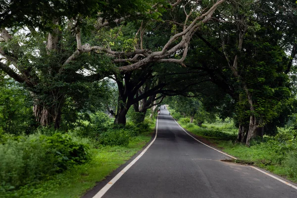 Belo Tiro Estrada Com Árvores — Fotografia de Stock