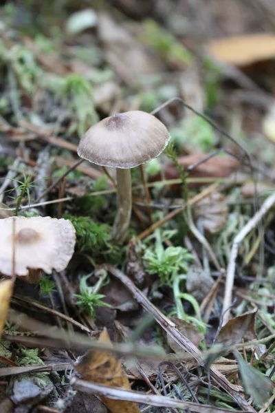日中に森の中で真菌の垂直ショット — ストック写真