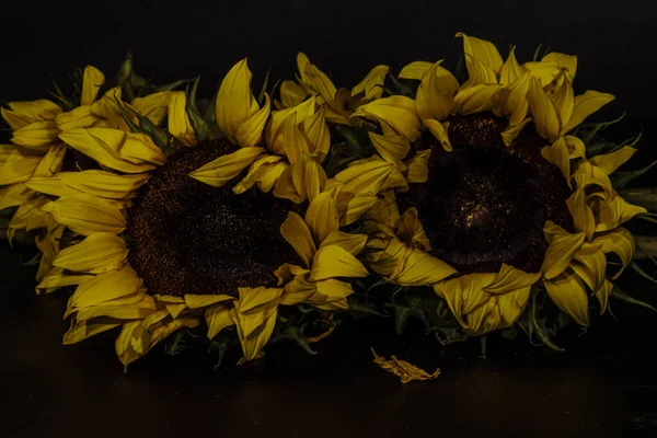 Siyah Bir Arkaplanda Ayçiçeklerinin Yakın Çekimi — Stok fotoğraf