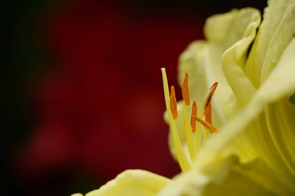 Close Uma Flor Colorida — Fotografia de Stock