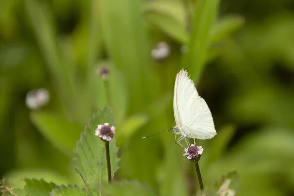 Selective Focus Butterfly Surrounded Greenery Outdoors — Stock Photo, Image