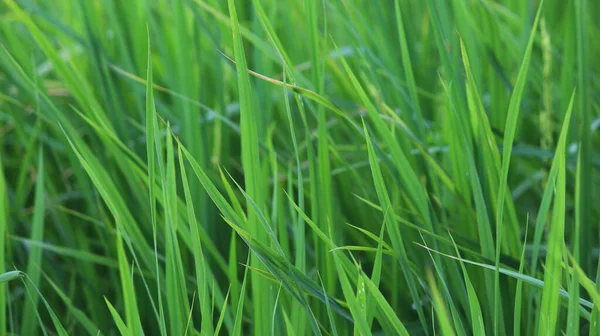 Närbild Grönt Högt Gräs Kan Användas Som Omslag Eller Tapet — Stockfoto