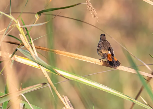 Неглубокий Фокус Птицы Сидящей Траве — стоковое фото