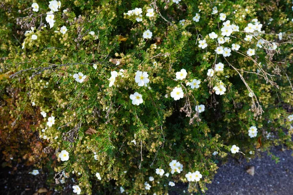 Hermoso Arbusto Con Pequeñas Flores Blancas Parque Luz Del Sol — Foto de Stock