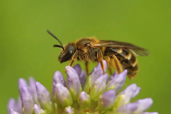 Крупним Планом Жіночій Загальній Бджілці Lasioglossum Calceatum Сидячи Вершині Квітки — стокове фото