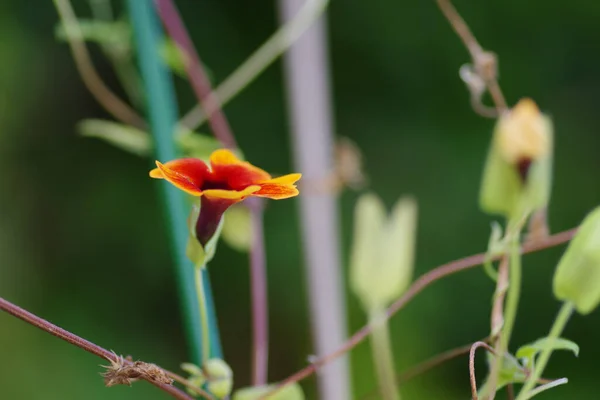 Close Van Een Enkele Sinaasappel Thunbergia Alata Bojer Sims Susanne — Stockfoto