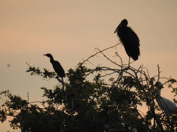 Eine Silhouettenaufnahme Von Drei Wildvögeln Die Bei Sonnenuntergang Auf Einem — Stockfoto