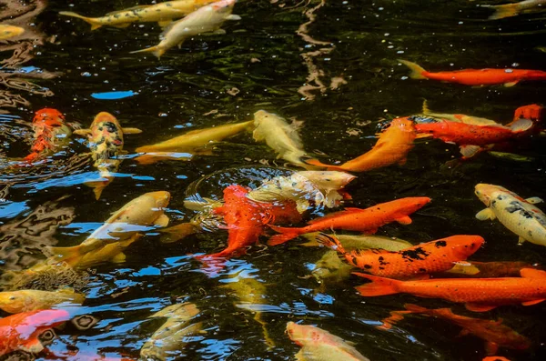 Sebuah Sudut Tinggi Ditembak Ikan Mas Berenang Kolam — Stok Foto