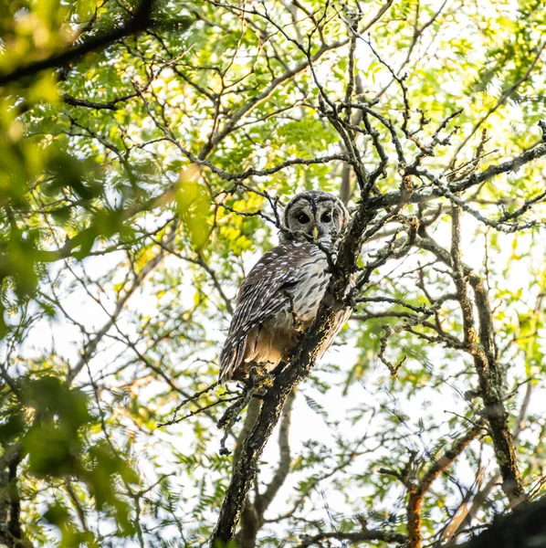 Foyer Peu Profond Une Chouette Perchée Sur Des Branches Arbres — Photo