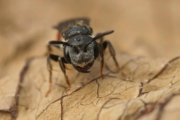 Detailní Přední Detailní Záběr Včely Tmavé Okřídlené Sphecodes Gibbus Ukazuje — Stock fotografie
