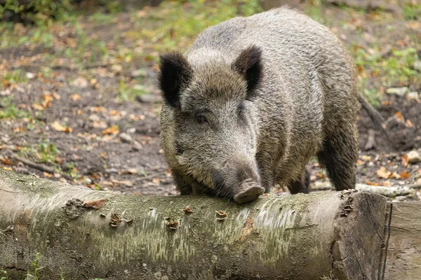 Selective Focus Shot Wild Boar Sus Scrofa Forest — Stock Photo, Image