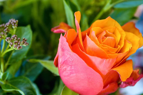 Крупный План Красивого Розового Сада Розы — стоковое фото