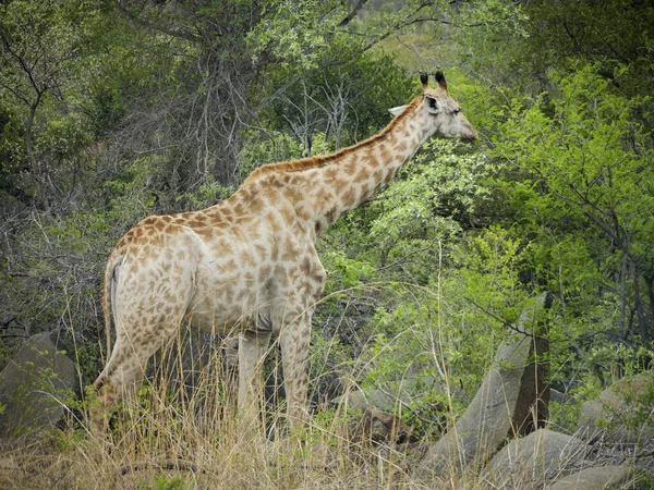 Una Jirafa Desierto Sudáfrica — Foto de Stock