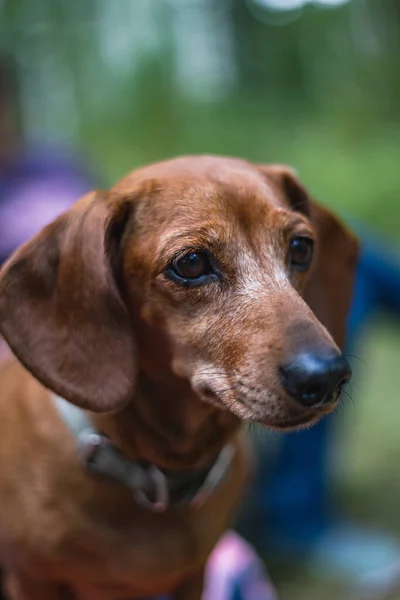 Tiro Vertical Adorável Cão Dachshund Livre — Fotografia de Stock