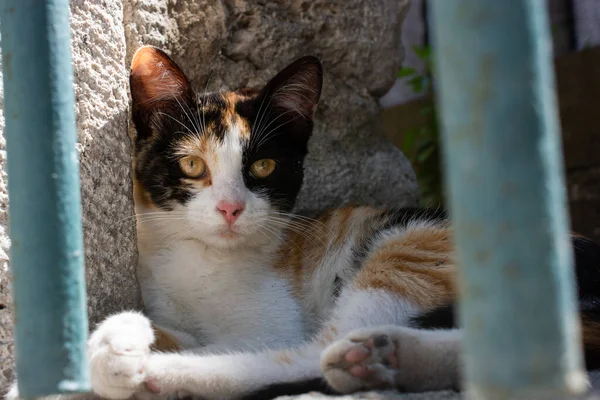 Roztomilá Tříbarevná Kočka Odpočívající Útulném Koutě — Stock fotografie