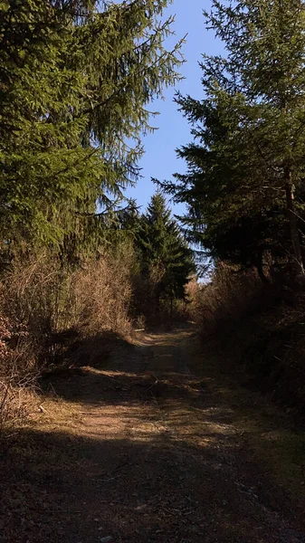 Plan Vertical Une Route Milieu Forêt Entourée Arbres Buissons — Photo