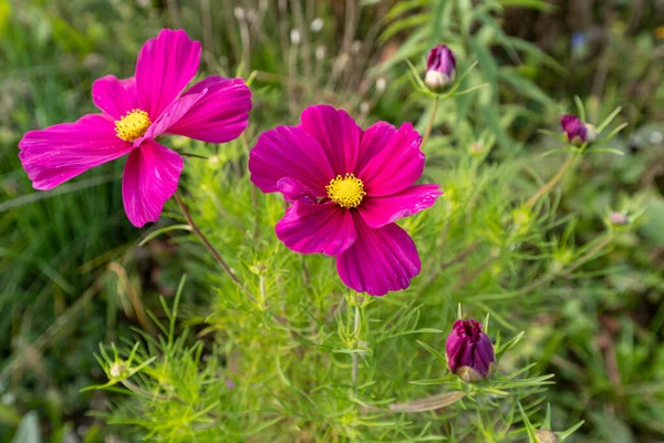 Primo Piano Teneri Fiori Ranuncolo Rosa Nel Prato — Foto Stock