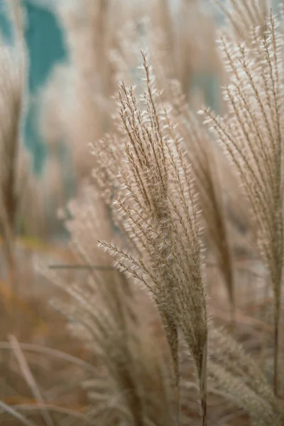 Uma Erva Planta Ornamental Miscanthus Sinensis Malepartus — Fotografia de Stock